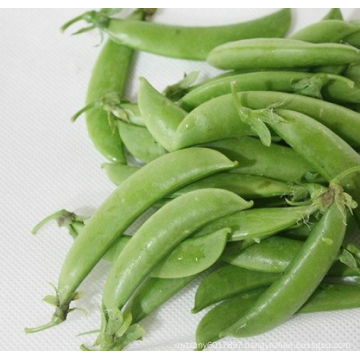 HPE03 Sejian OP green sweet peas seeds in vegetable seeds
